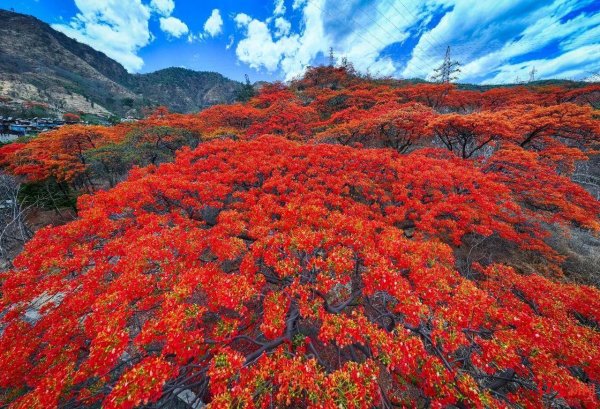亿润配资 美翻了！四川最大规模凤凰树迎盛花期，攀枝花全城成“红色花海”